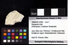 Foto (Objket + Etiketten) von Decapoda indet. 